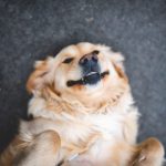 Pet Friendly - adult cream golden retriever laying on floor