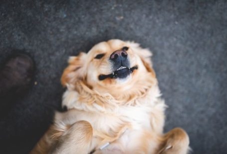 Pet Friendly - adult cream golden retriever laying on floor