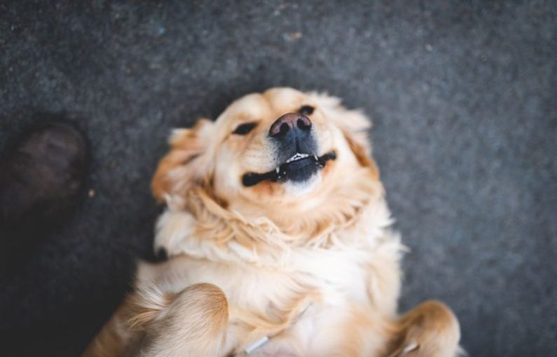 Pet Friendly - adult cream golden retriever laying on floor
