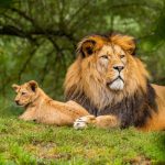 Wildlife - brown lion on green grass field