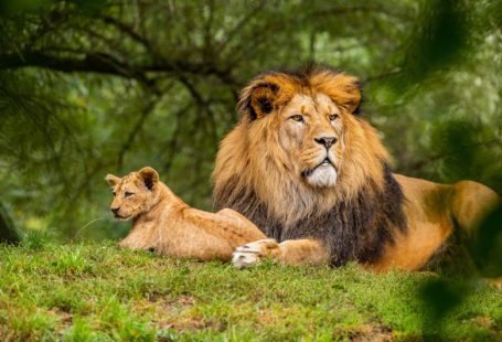 Wildlife - brown lion on green grass field