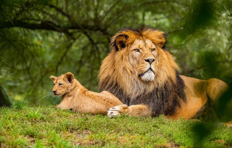 Wildlife - brown lion on green grass field