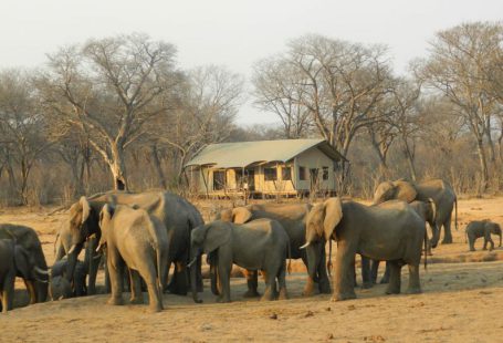 Eco Lodge - group of elephant walking on brown dirt during daytime