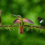 Group Lodge - a group of birds sitting on top of a tree branch