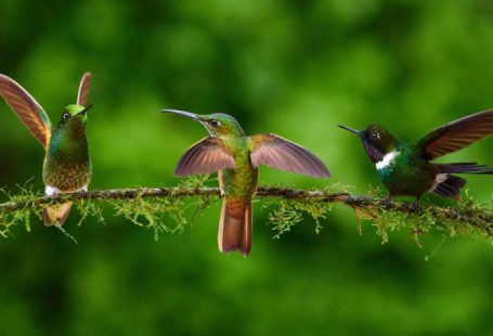 Group Lodge - a group of birds sitting on top of a tree branch
