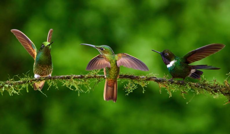 Group Lodge - a group of birds sitting on top of a tree branch