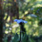 Hidden Gem - a blue flower on a plant