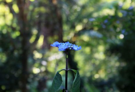 Hidden Gem - a blue flower on a plant