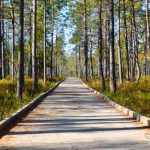 Nature Park - brown wooden pathway between green trees during daytime