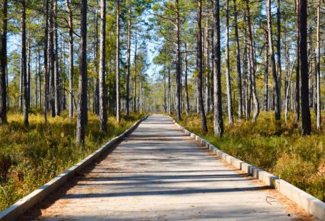 Nature Park - brown wooden pathway between green trees during daytime