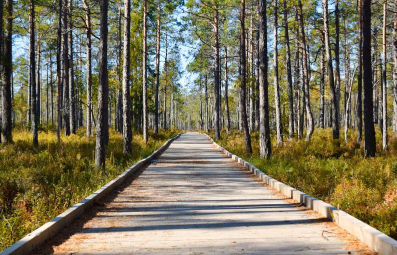 Nature Park - brown wooden pathway between green trees during daytime