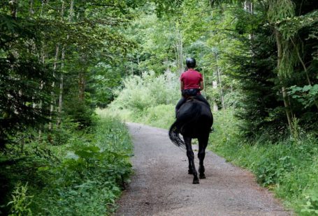 Horseback Riding - man in red jacket riding black horse on road during daytime