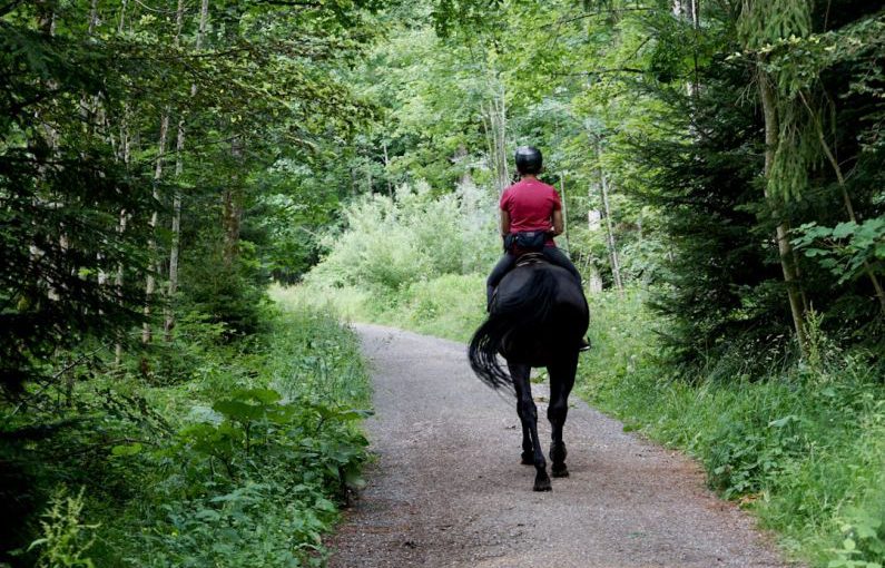 Horseback Riding - man in red jacket riding black horse on road during daytime