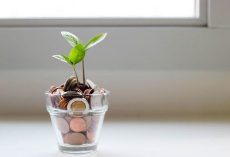 Savings - green plant in clear glass cup